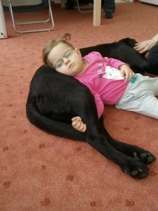Canis terapia